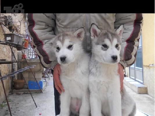 PoulaTo: MALAMUTE